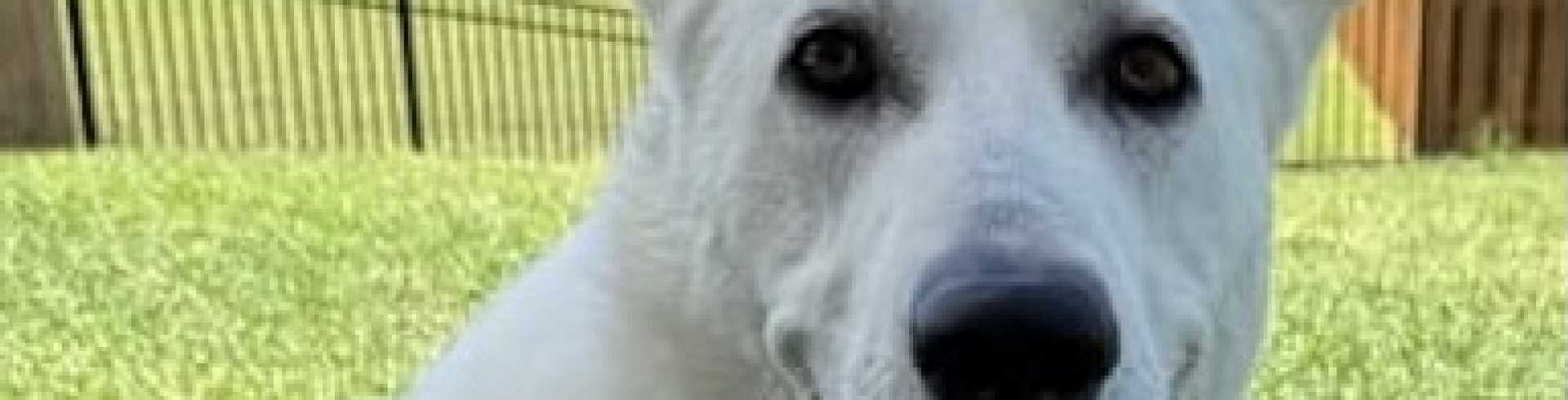 Sunnyside White Swiss Shepherds / Clarksville VA /