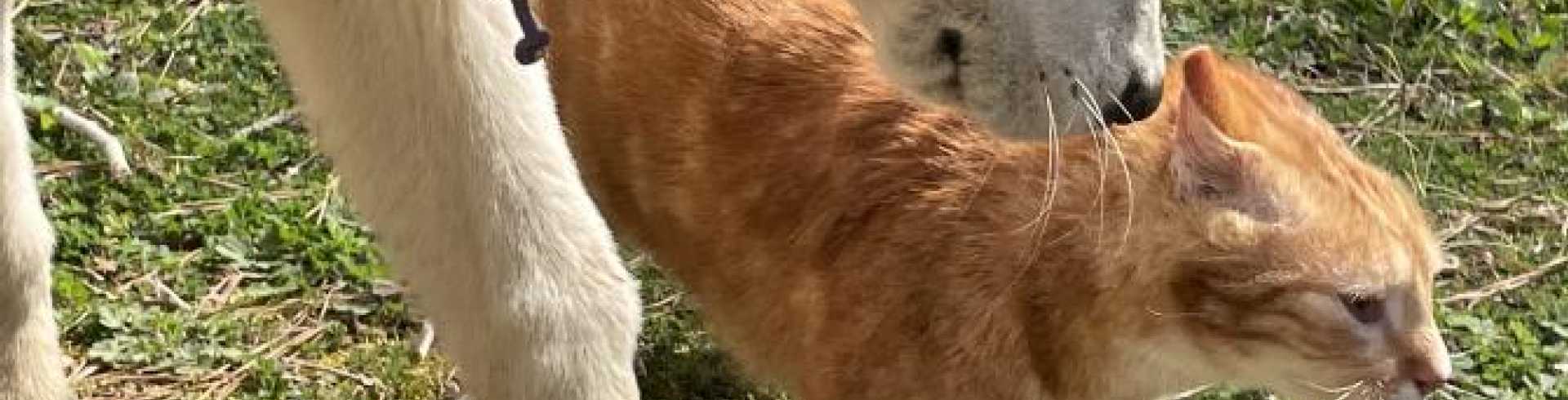 Sunnyside White Swiss Shepherds / Clarksville VA /