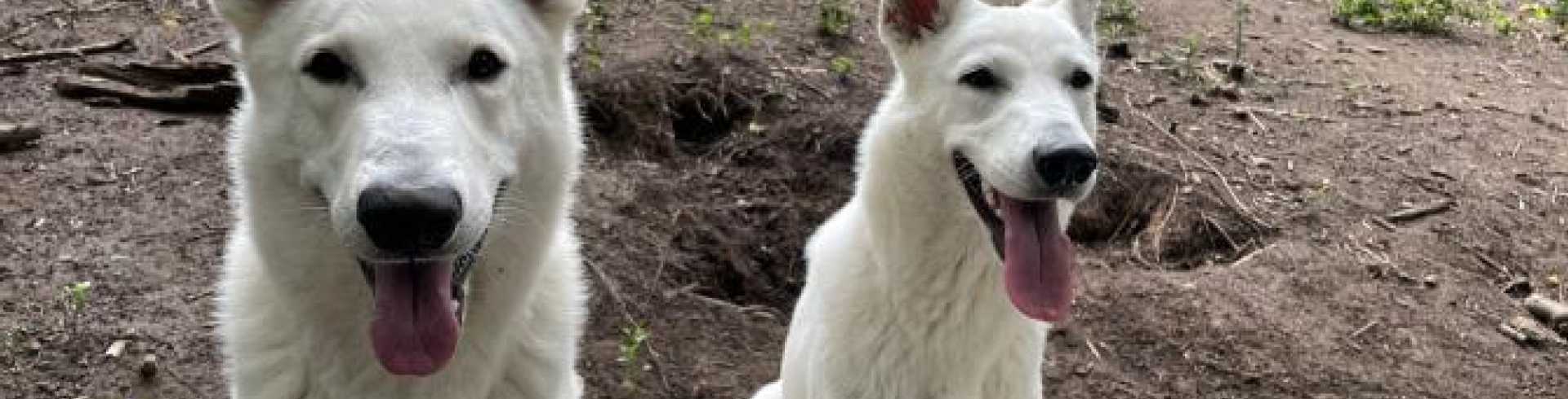 Sunnyside White Swiss Shepherds / Clarksville VA /