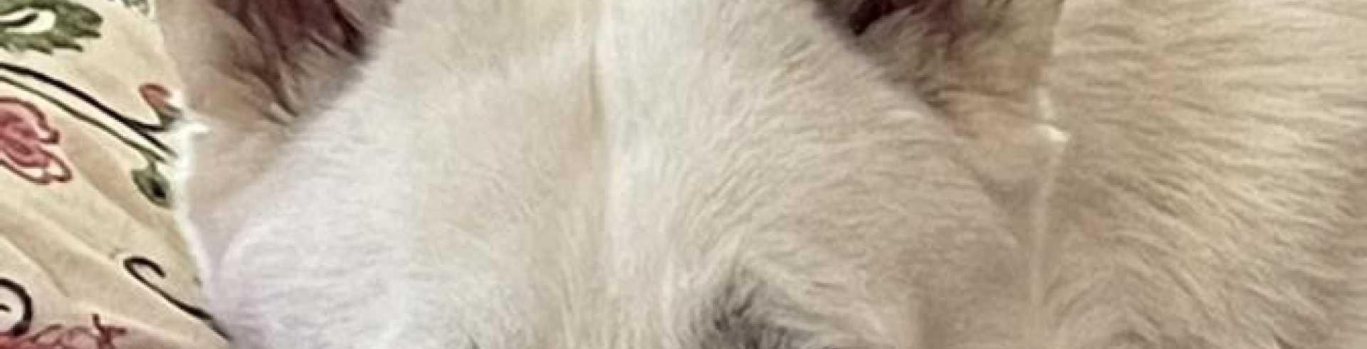 Sunnyside White Swiss Shepherds / Clarksville VA /