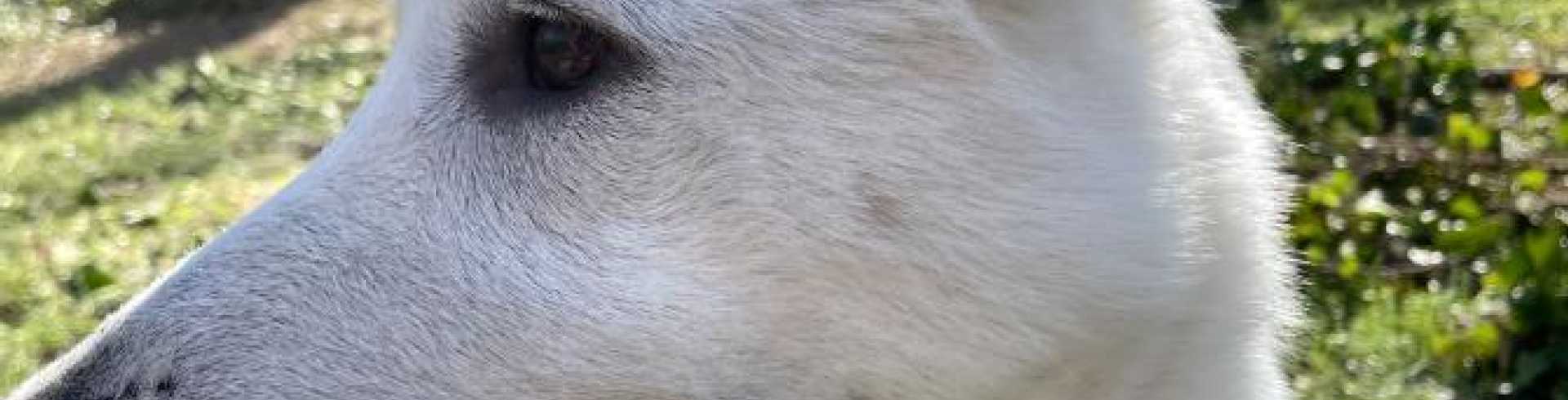 Sunnyside White Swiss Shepherds / Clarksville VA /