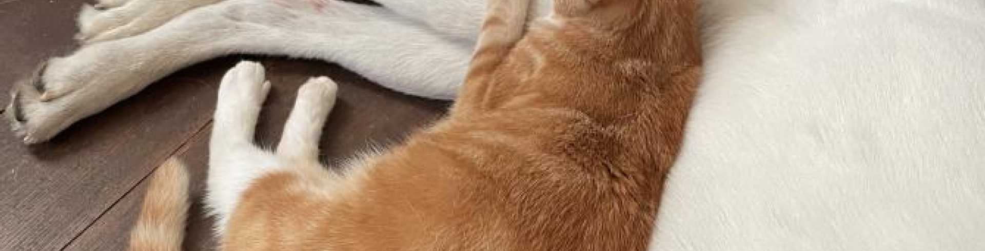 Sunnyside White Swiss Shepherds / Clarksville VA /