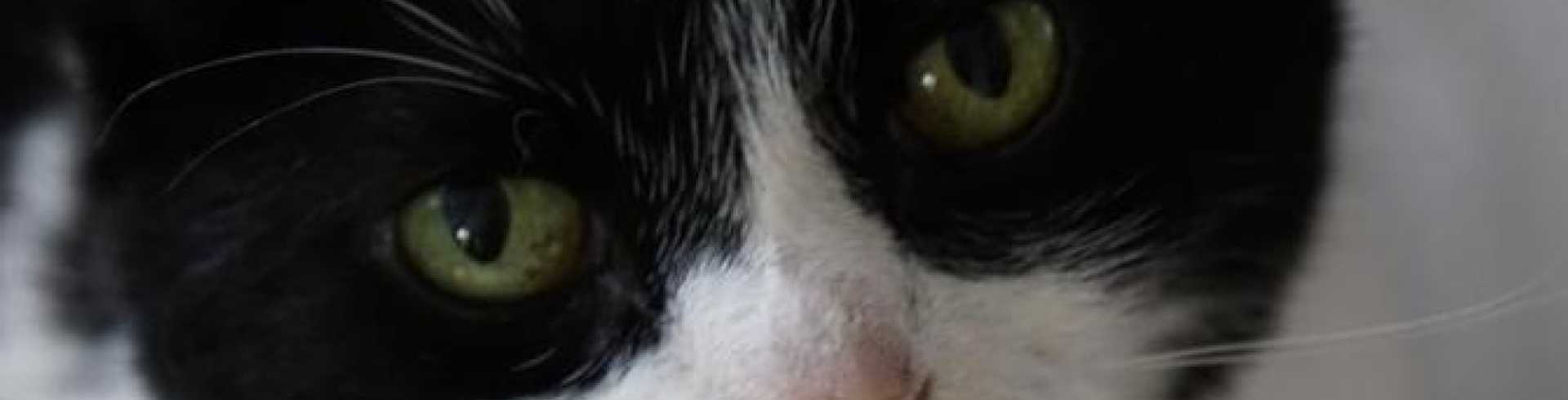 Sunnyside White Swiss Shepherds / Clarksville VA /