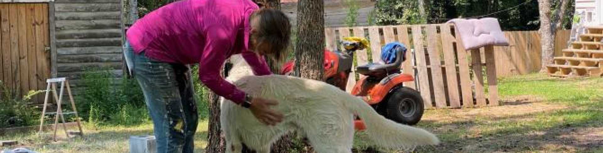 Sunnyside White Swiss Shepherds / Clarksville VA /