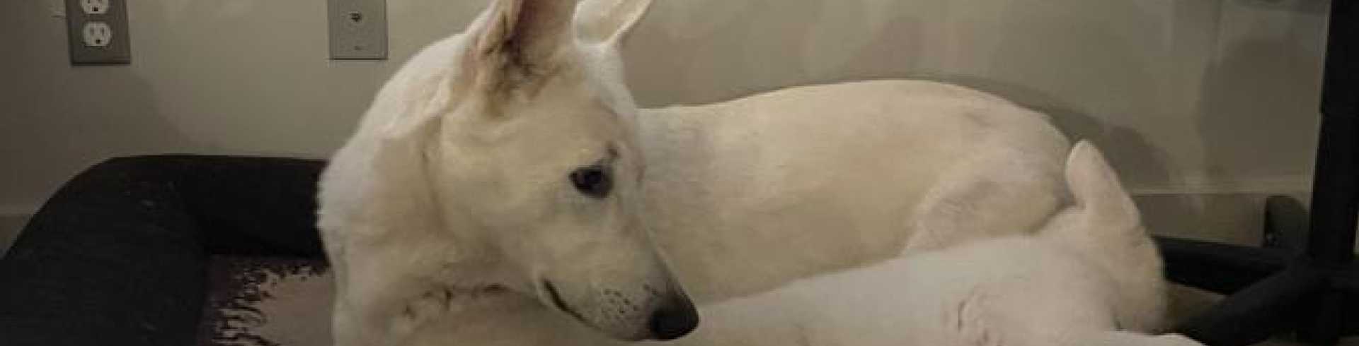 Sunnyside White Swiss Shepherds / Clarksville VA /