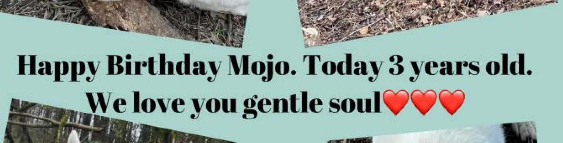 Sunnyside White Swiss Shepherds / Clarksville VA / Mojo 3 years today!