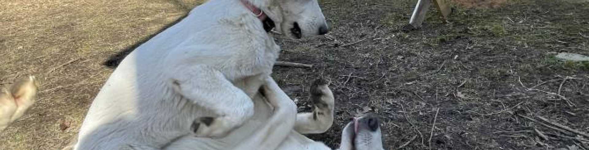 Sunnyside White Swiss Shepherds / Clarksville VA /