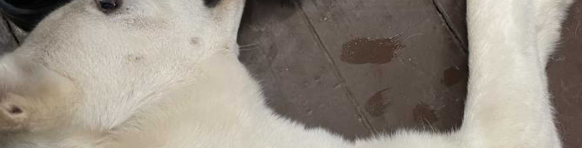 Sunnyside White Swiss Shepherds / Clarksville VA /