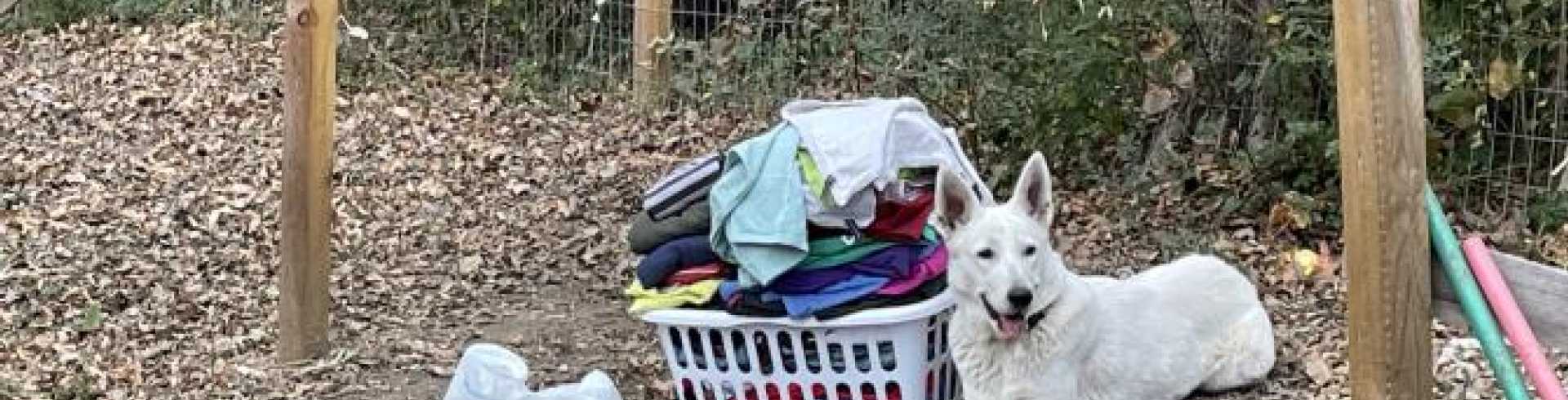 Sunnyside White Swiss Shepherds / Clarksville VA / Guard dog?