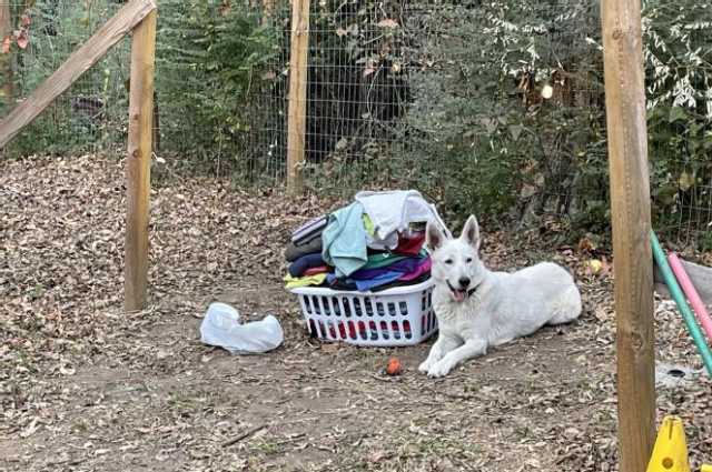 The Sunnyside Sisters Bed and Breakfast / Clarksville VA / Guard dog?
