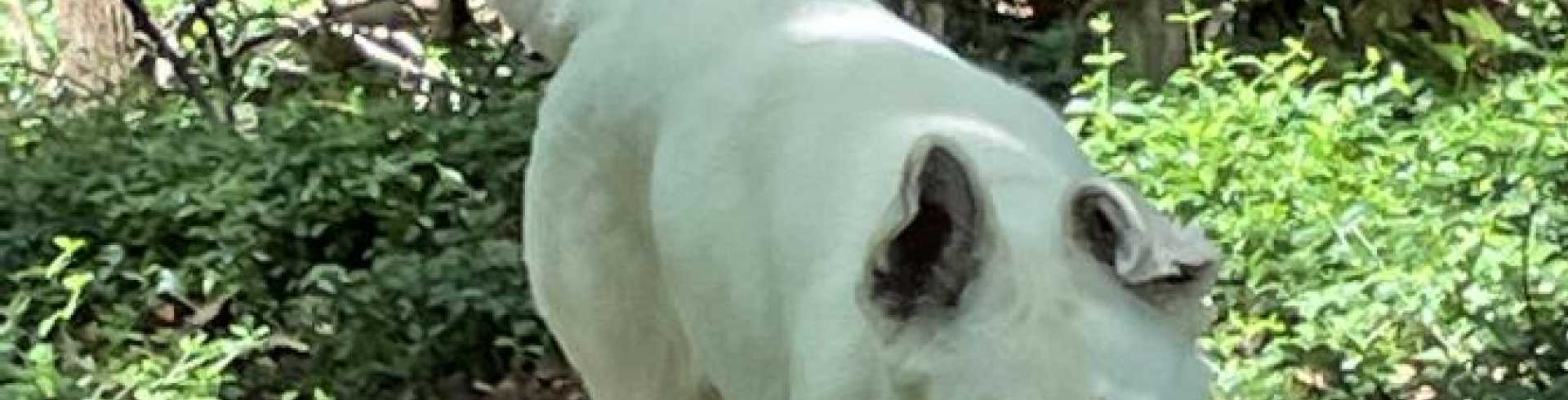 Sunnyside White Swiss Shepherds / Clarksville VA /