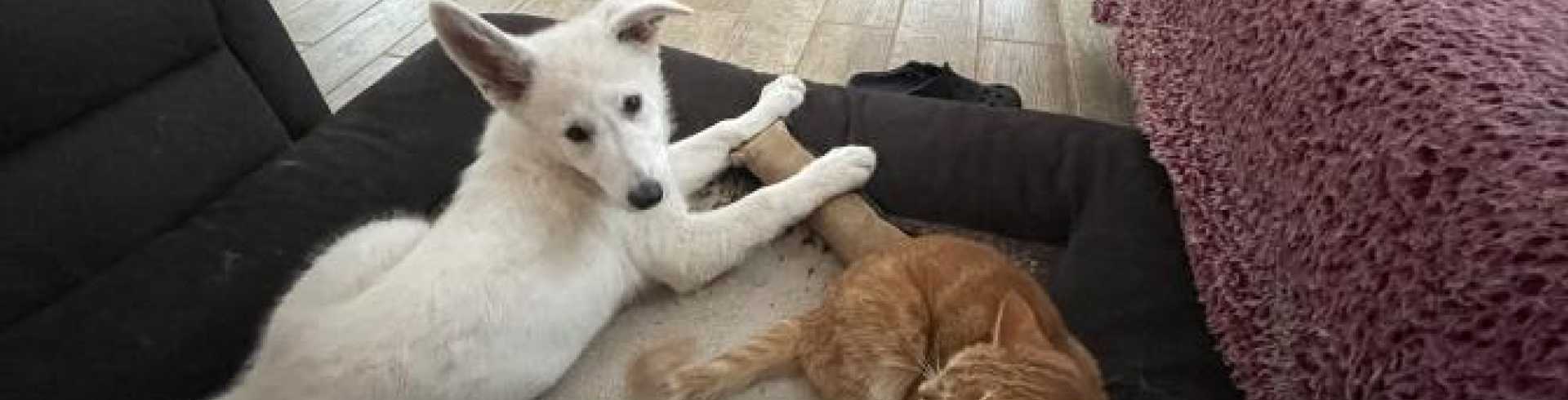 Sunnyside White Swiss Shepherds / Clarksville VA /