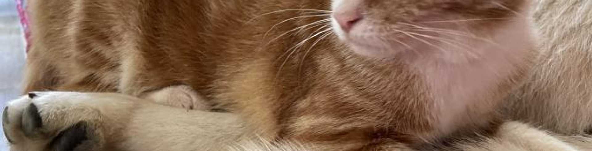 Sunnyside White Swiss Shepherds / Clarksville VA /