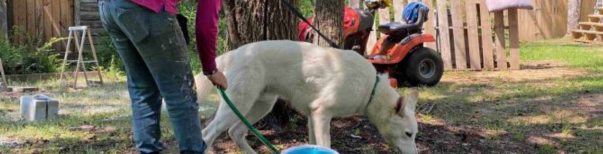 Sunnyside White Swiss Shepherds / Clarksville VA /