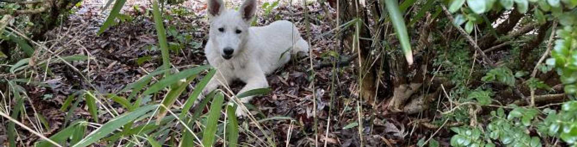 Sunnyside White Swiss Shepherds / Clarksville VA /