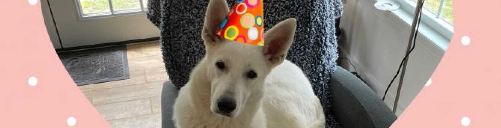 Sunnyside White Swiss Shepherds / Clarksville VA /