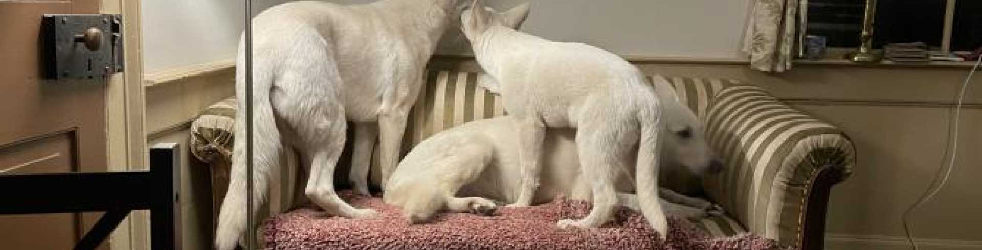 Sunnyside White Swiss Shepherds / Clarksville VA /