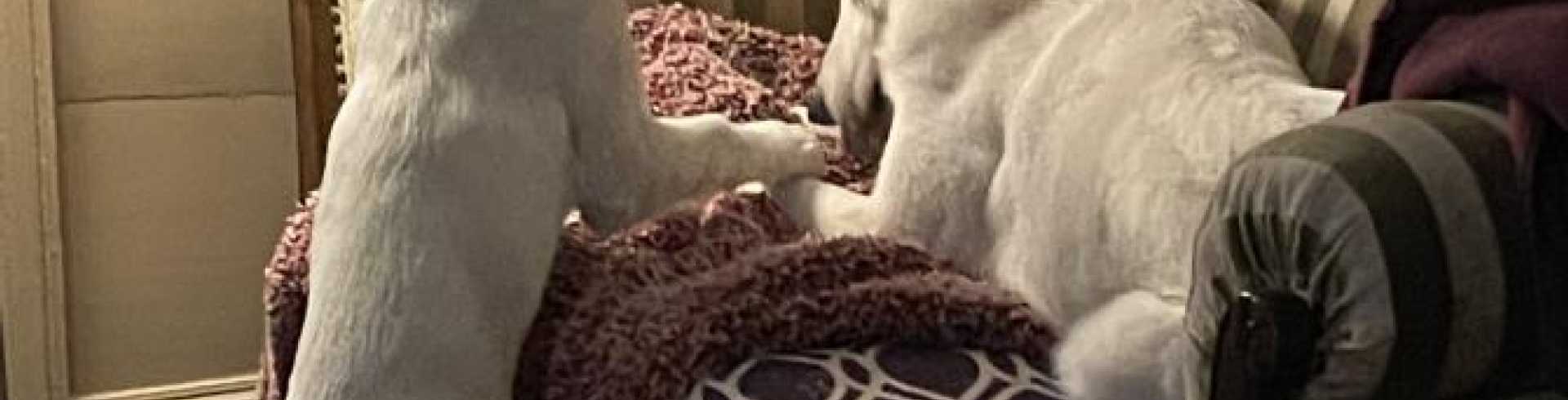 Sunnyside White Swiss Shepherds / Clarksville VA /