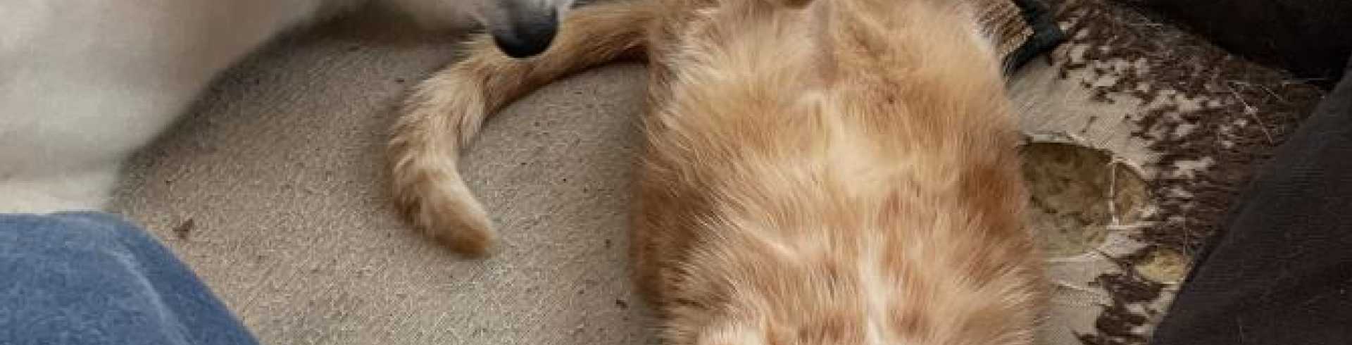 Sunnyside White Swiss Shepherds / Clarksville VA /