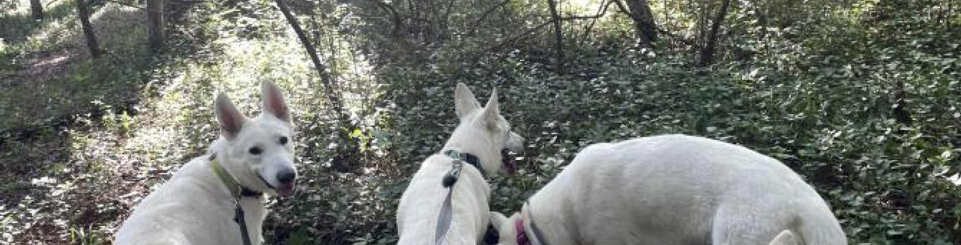 Sunnyside White Swiss Shepherds / Clarksville VA /