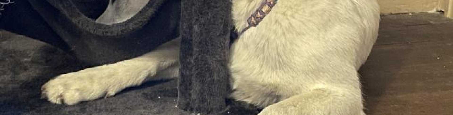 Sunnyside White Swiss Shepherds / Clarksville VA /