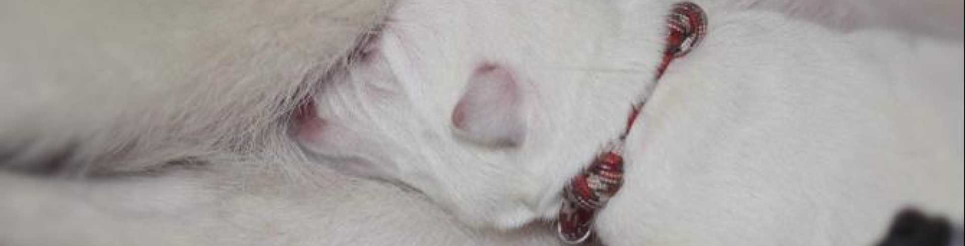 Sunnyside White Swiss Shepherds / Clarksville VA /