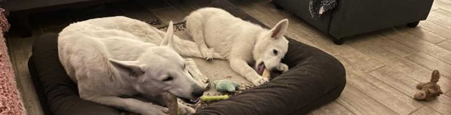 Sunnyside White Swiss Shepherds / Clarksville VA /