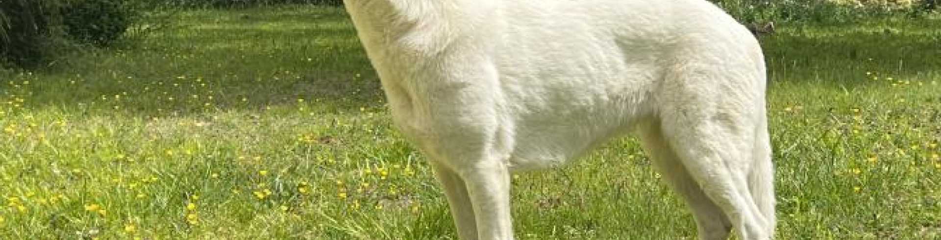 Sunnyside White Swiss Shepherds / Clarksville VA /