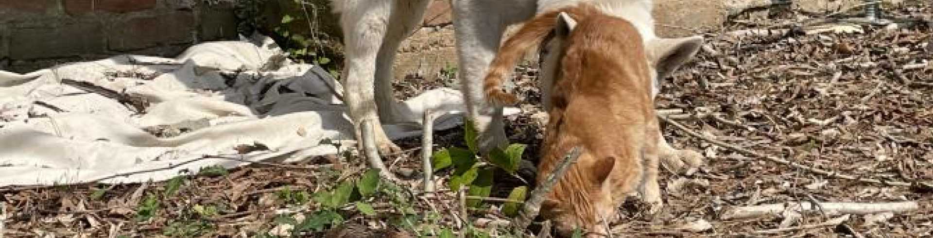 Sunnyside White Swiss Shepherds / Clarksville VA /