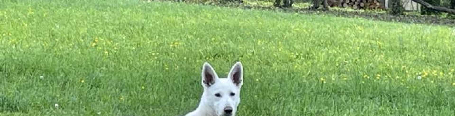 Sunnyside White Swiss Shepherds / Clarksville VA /