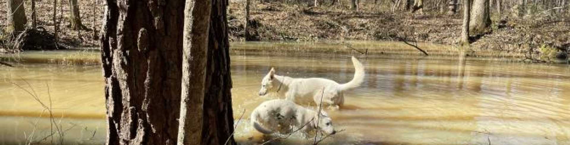 Sunnyside White Swiss Shepherds / Clarksville VA /