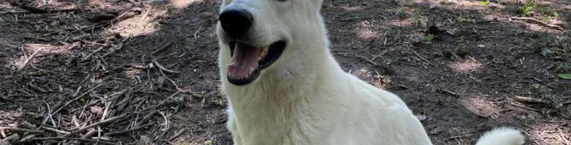 Sunnyside White Swiss Shepherds / Clarksville VA / Mojo on a date