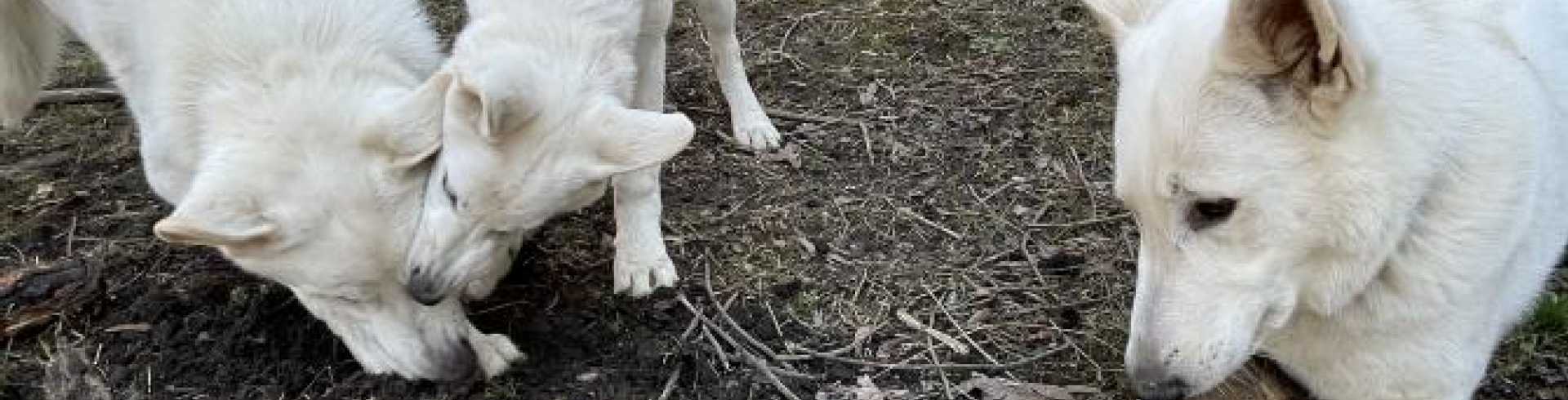 Sunnyside White Swiss Shepherds / Clarksville VA /