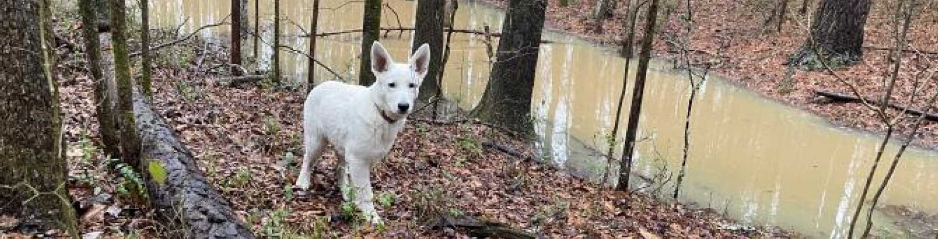 Sunnyside White Swiss Shepherds / Clarksville VA /