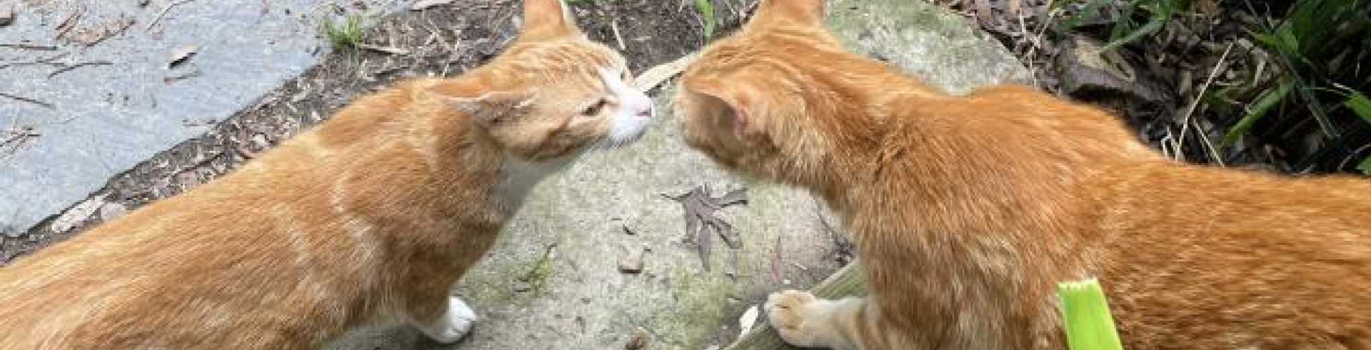 Sunnyside White Swiss Shepherds / Clarksville VA /