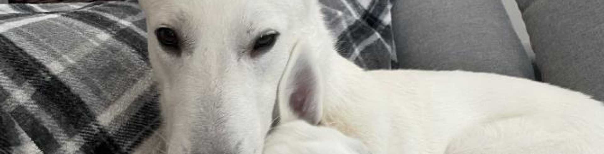 Sunnyside White Swiss Shepherds / Clarksville VA /