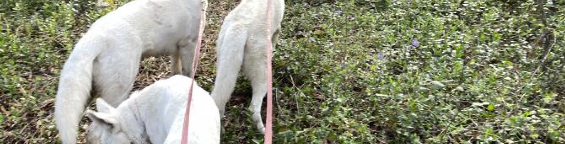 Sunnyside White Swiss Shepherds / Clarksville VA /