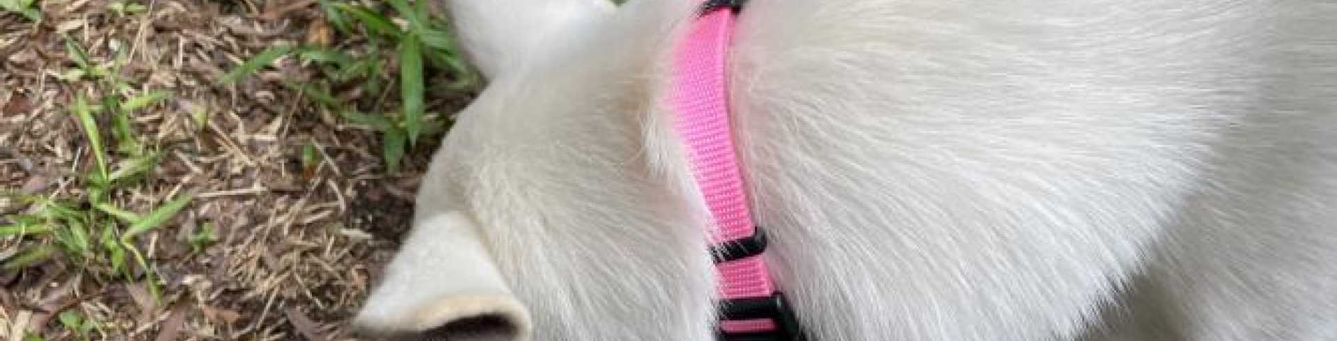 Sunnyside White Swiss Shepherds / Clarksville VA /