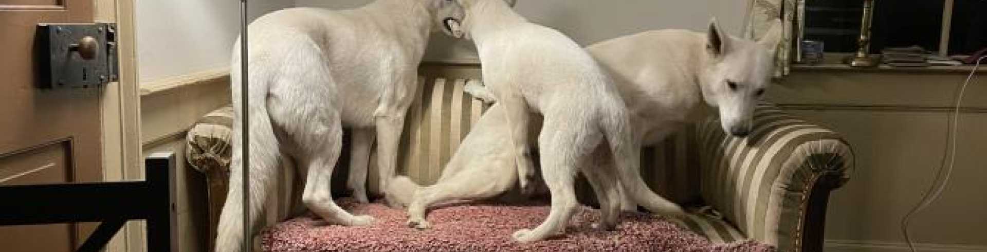 Sunnyside White Swiss Shepherds / Clarksville VA /