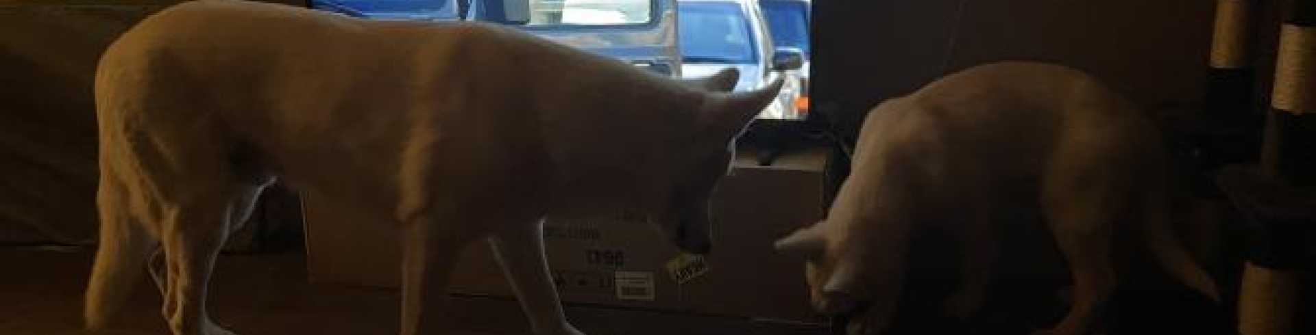 Sunnyside White Swiss Shepherds / Clarksville VA /