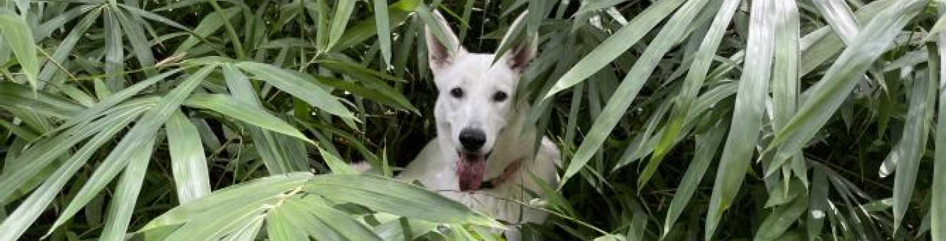 Sunnyside White Swiss Shepherds / Clarksville VA /