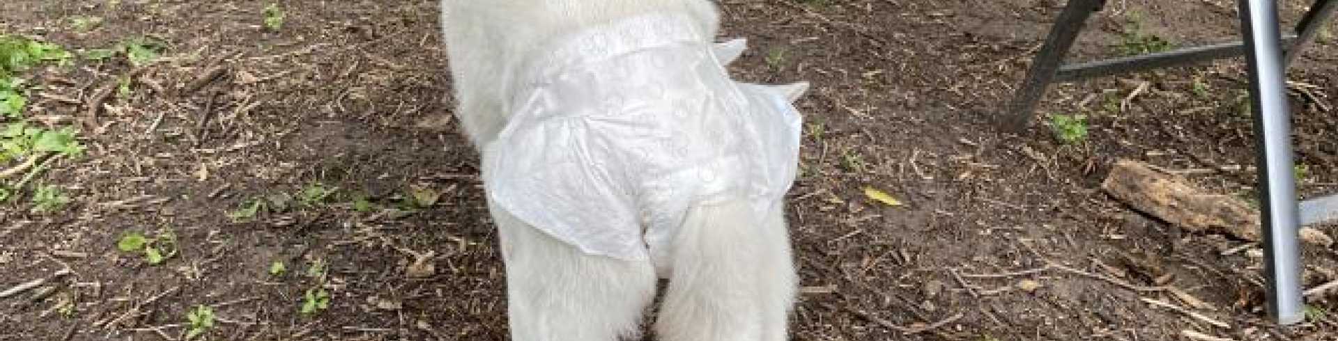 Sunnyside White Swiss Shepherds / Clarksville VA /