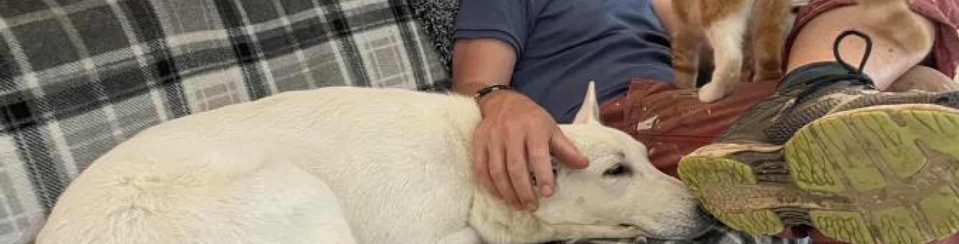 Sunnyside White Swiss Shepherds / Clarksville VA /