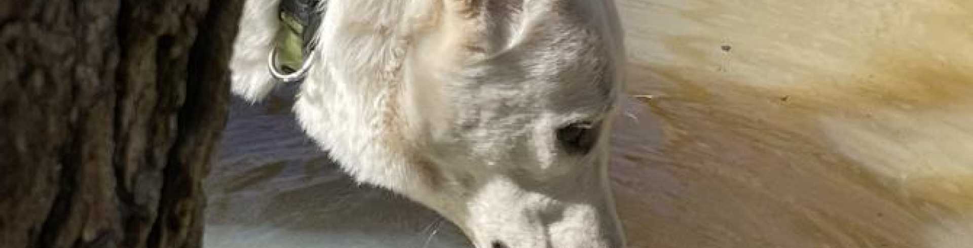 Sunnyside White Swiss Shepherds / Clarksville VA /