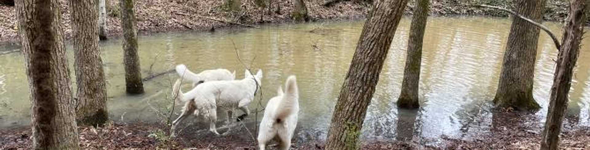 Sunnyside White Swiss Shepherds / Clarksville VA /