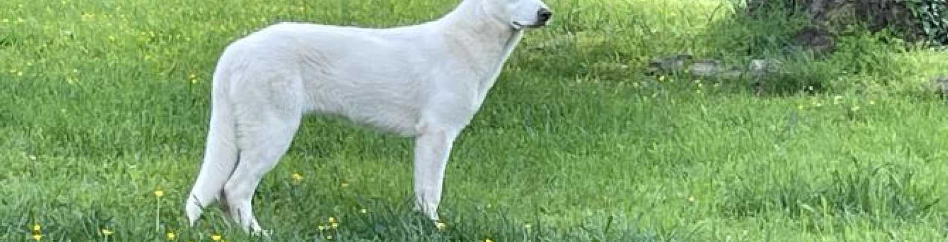 Sunnyside White Swiss Shepherds / Clarksville VA /