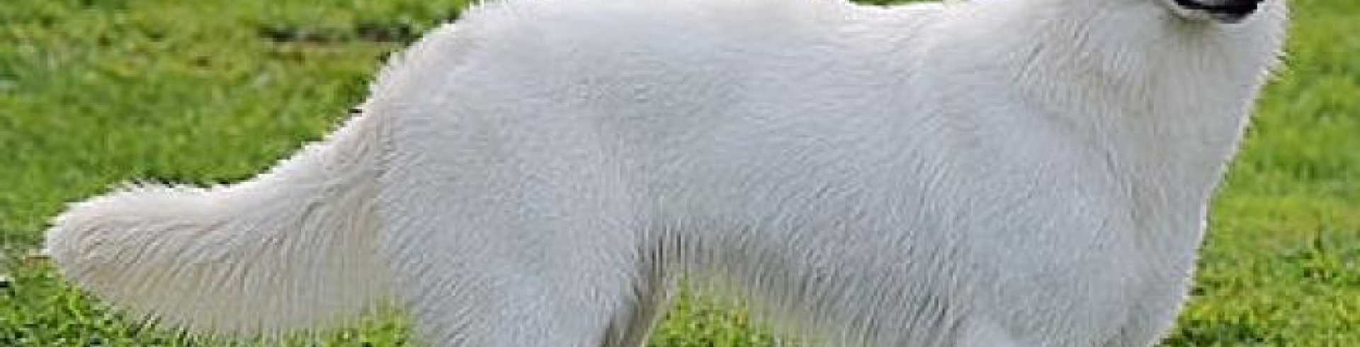 Sunnyside White Swiss Shepherds / Clarksville VA /