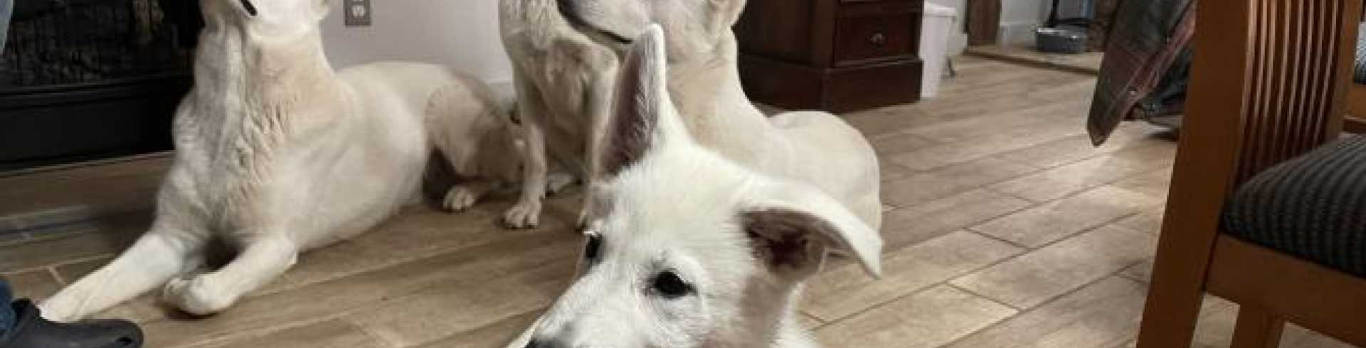 Sunnyside White Swiss Shepherds / Clarksville VA /