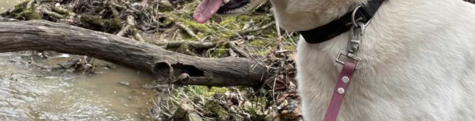 Sunnyside White Swiss Shepherds / Clarksville VA /