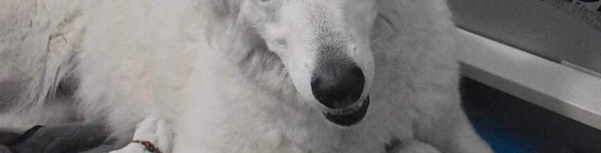 Sunnyside White Swiss Shepherds / Clarksville VA /